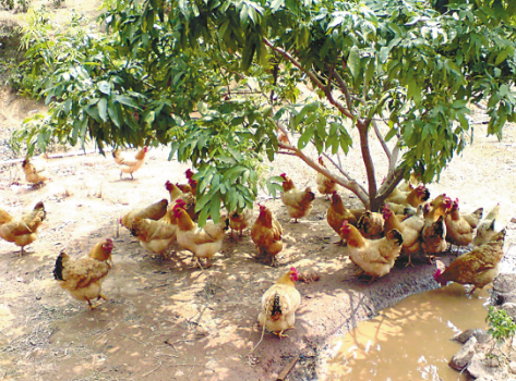 安徽省怀宁县全力扶持贫困户发展养鸡业促进增收脱贫