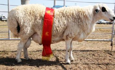 新疆博湖县引进新种公羊，促进良种化水平