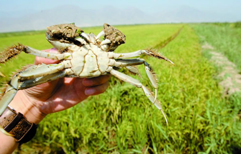 新疆乌苏市农民增收致富有“新法宝”，稻田养蟹技术体会科学种田
