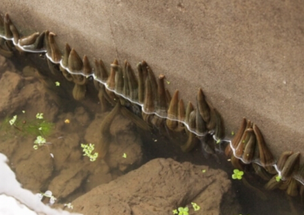 江苏宿迁：发展特色立体种植养殖，小蚂蟥“爬出”致富路