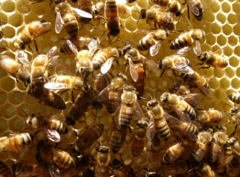 广西上思县举办蜜蜂养殖技术培训班，打造致富甜蜜事业