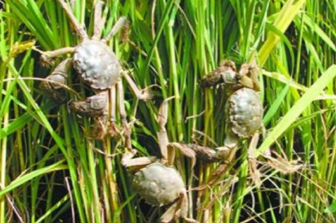浙江嘉善：稻蟹共生模式养殖螃蟹陆续上市