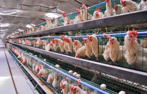 2016年畜禽养殖补贴政策