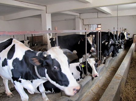 黑龙江富裕县正式投建奶牛标准化养殖基地
