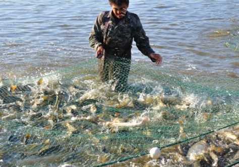 四川巴中市巴州区2016年前三季度实现渔业产值8817万元