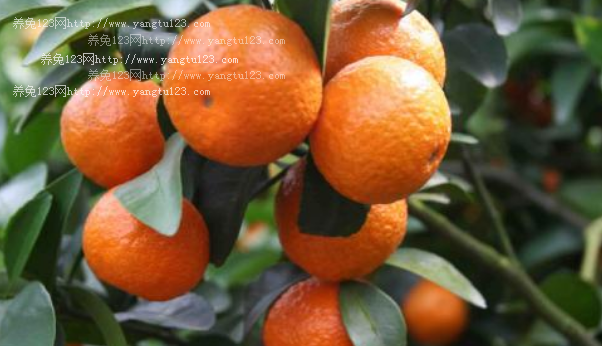 摩洛哥实现柑橘出口60至65万吨增加到100万吨