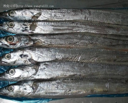 印度带鱼多少钱一斤?2018年印度带鱼价格行情走势如何?