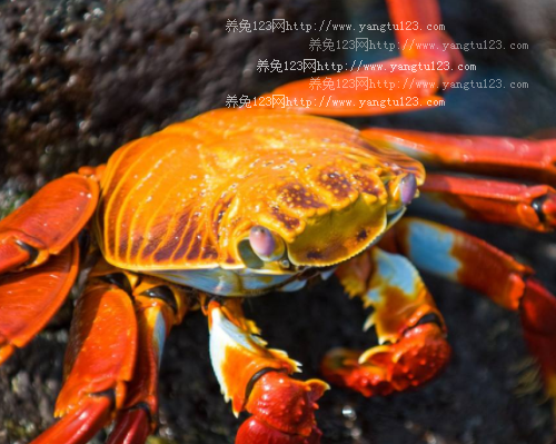 红蟹价格最新行情：红蟹现在多少钱一斤?2018年红蟹行情预测