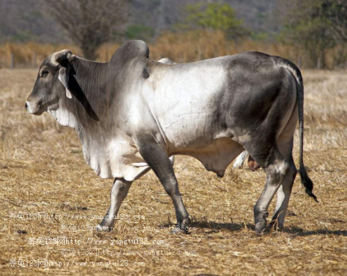 婆罗门牛犊多少钱一头?2018年婆罗门牛犊价格会上涨吗?价格走势如何