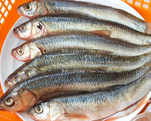 2018年达里湖华子鱼价格多少钱一斤?达里湖华子鱼价格会上涨吗?