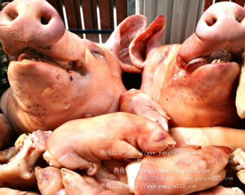 今年猪头多少钱一斤?2018年价格还能涨吗?