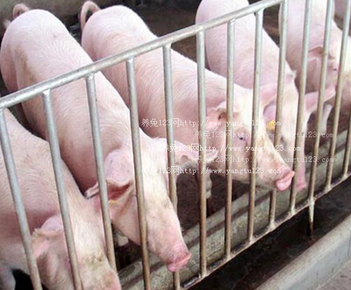 现在生猪价格多少钱一斤？2018年生猪行情预测会如何？
