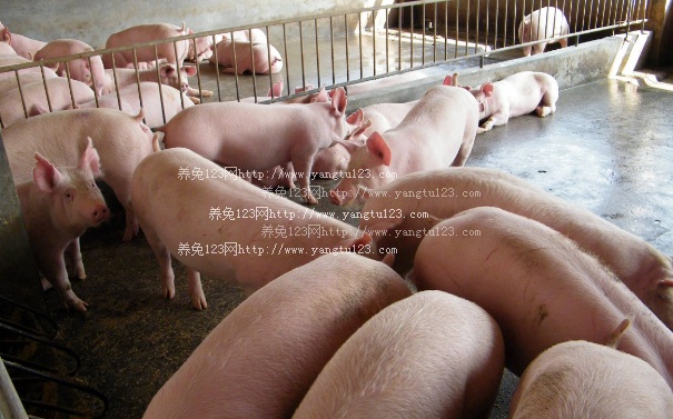 省农科院草业所科技人员赴惠水县断杉镇开展生猪养殖技术培训