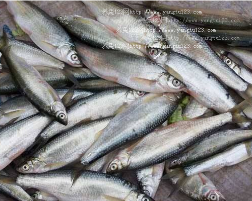 白条鱼多少钱一斤?2018年白条鱼价格行情走势分析