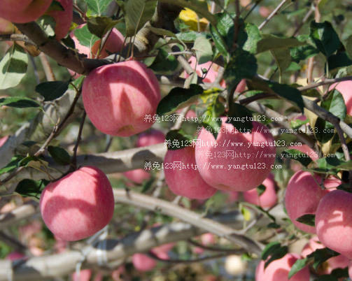 红富士苹果树苗价格多少钱一株?适合哪里种植?