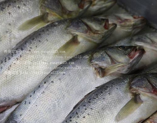 褐三文鱼多少钱一斤?2018年褐三文鱼价格最新价格行情预测