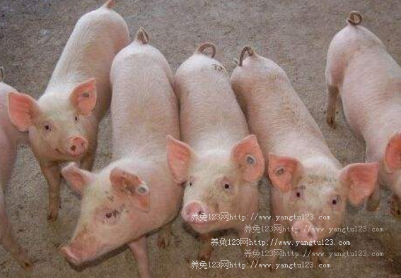 2018年生猪养殖前景：重庆市出台六条措施稳定生猪及禽业生产发展