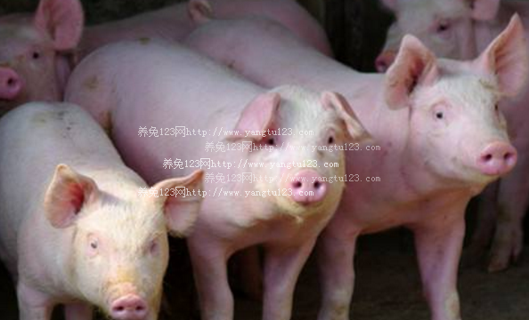 2018年生猪价格多少钱一斤？生猪价格会上涨吗？
