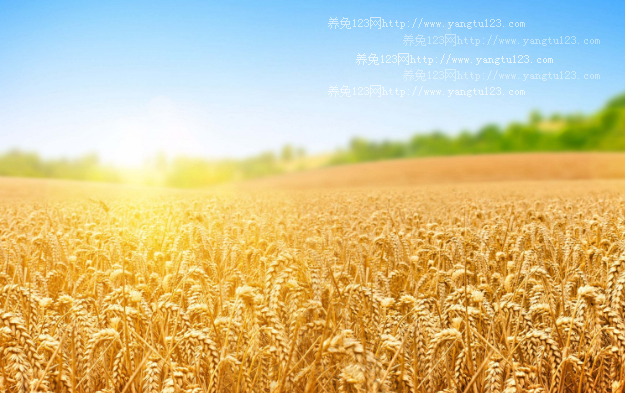 2018年小麦期货今日走势：5月30日郑州强麦期货高开收跌