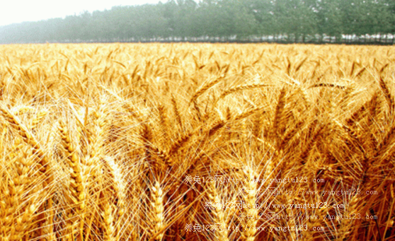 湖北省粮食局紧急通知做好小麦收购工作