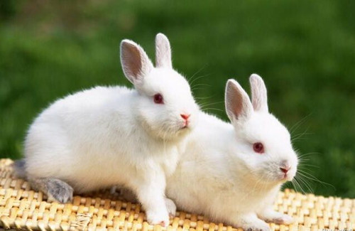 獭兔养殖成本和利润怎么样,獭兔养殖市场前景如何？