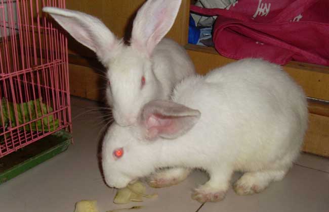 兔子养殖技术知识：兔子疾病防治技术