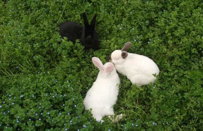 兔子养殖技术知识：兔子疾病防治技术