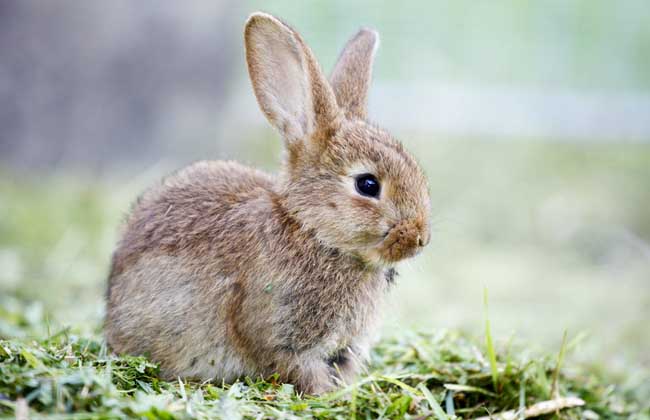 养兔技术知识：兔子平时吃什么食物？