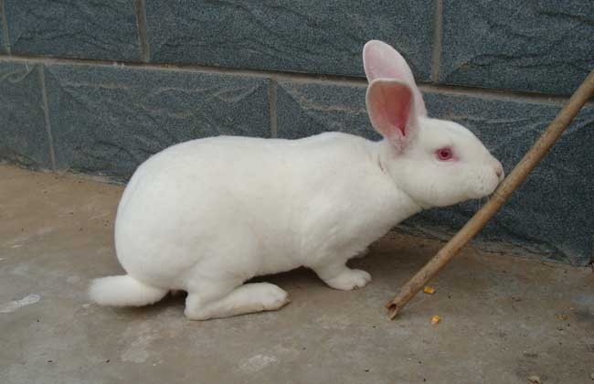 养兔技术知识：兔子平时吃什么食物？