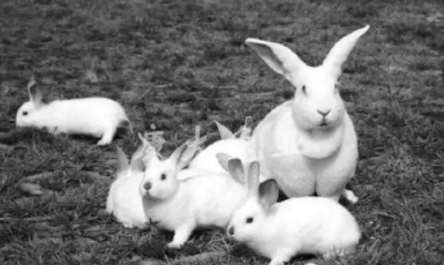农村散养养兔技术知识