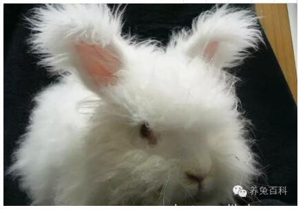 【养兔知识】长毛兔兔毛类型的划分