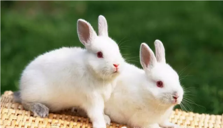 中药防治兔子常见病验方20款