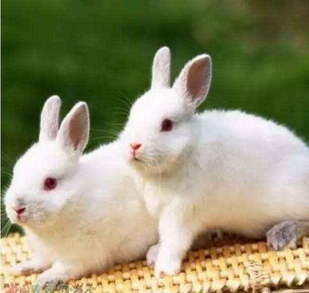 夏季养兔应从以下几点做好养殖技术工作