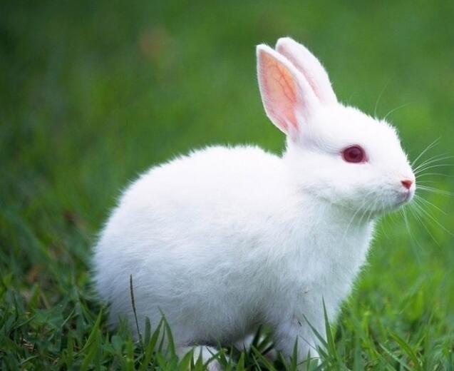 春季养兔应注意什么春季是兔病多发季节，特别是幼兔容易患感冒、肺炎、肠炎等疾病