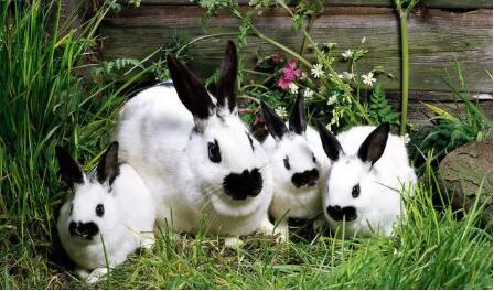种母兔不同阶段的饲养管理