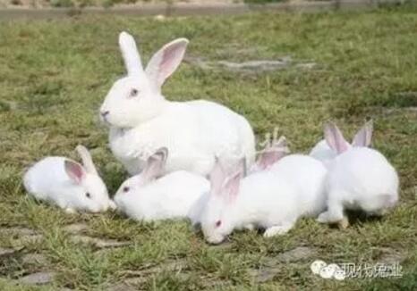 繁殖母兔的饲养管理,繁殖母兔的一般定义可分为空怀期、怀孕期、哺乳期三个阶段