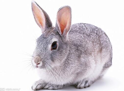 关于种母兔不同阶段的饲养管理,空怀母兔的饲养管理