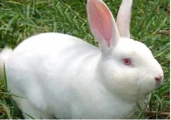 哺乳母兔的饲养管理,从母兔分娩至仔兔断奶这段时期为哺乳期