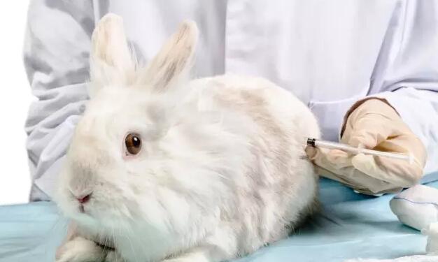【兔病防治】兔子腹泻拉稀、粪便异常怎么办？养兔百科来帮忙！