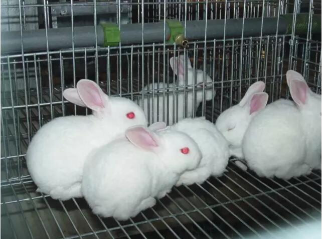 兔葡萄球菌病的诊断与防治方法
