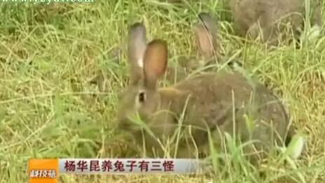 【养兔】野兔肉兔杂交生态养殖，野兔肉质味道好效益佳！