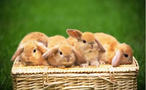 养兔知识垫草在养兔中的作用非常大，直接关系到仔兔的成活率