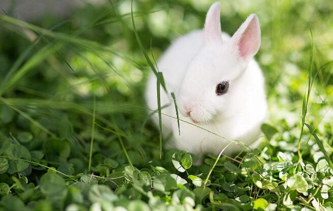 提倡规模饲养普及养兔知识推广颗粒饲料