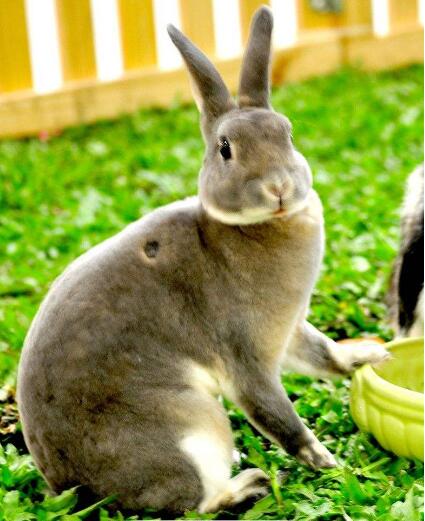 养兔技能学习兔病后粪便的形态、气味和颜色也随之发生变化