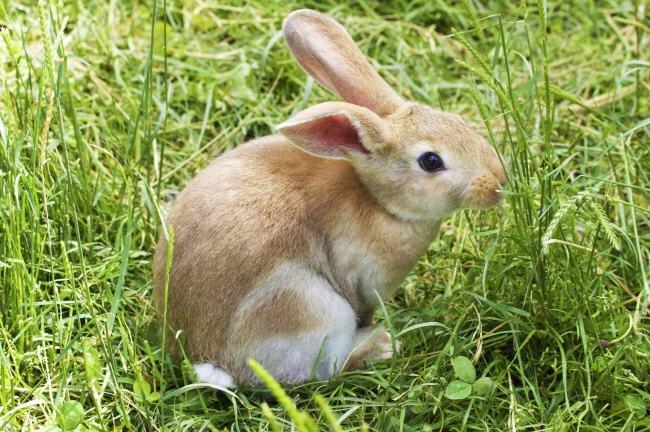 养兔者该知道的必备药家兔常用的药物及使用方法