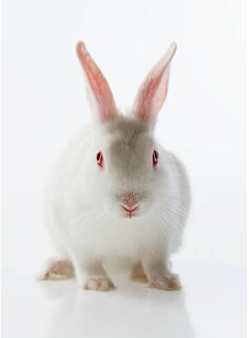 养兔就是养肠道兔的消化道包括哪些