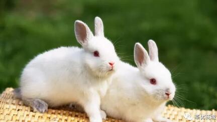 健康獭兔需要从幼兔饲养抓起，要注意做好日常的饲喂工作