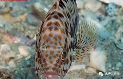 石斑鱼是暖水性鱼类，主要栖息在岩礁地带