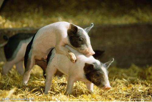 大白母猪和长白母猪在秋季配种取得的繁殖性能好