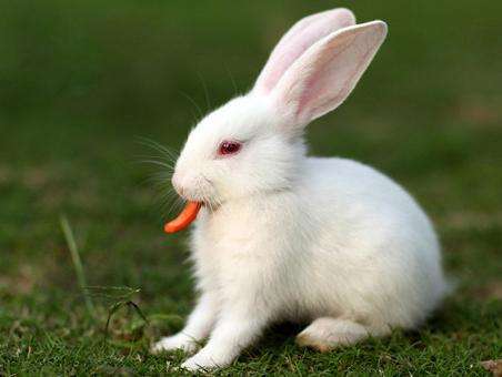 小兔子有一颗玻璃心